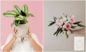 Совети од градинарот „Цветко“: Букет или саксиско растение за 8 Март – нежен потсетник колку вреди жената