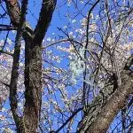 Расцветани дрва под Џепането ја најавуваат пролетта, но ги “краси” отпад