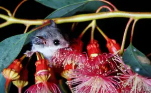 Во Западна Папуа повторно откриени животни за кои се мислеше дека исчезнале пред 6.000 години