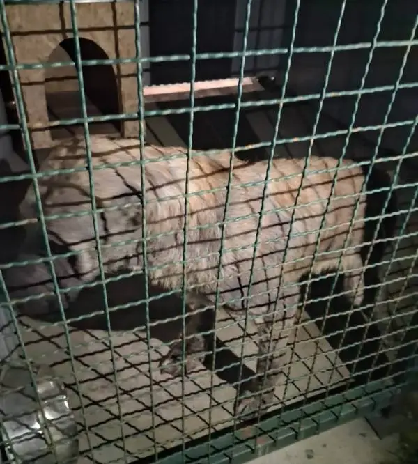 Битола - Четиригодишно девојче нападнато од Кангал напуштено сопственичко куче - Шинтерите итно го заловија