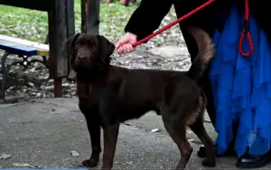 ВИДЕОИНТЕРВЈУ | Дете со интелектуална попреченост почна да зборува течно, откако кучето Роџер е миленик на Клиниката за психијатрија