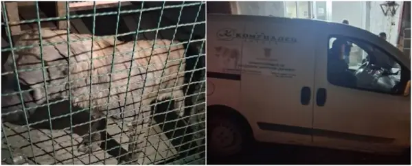 КАНГАЛ ИСКАСА 4-ГОДИШНО ДЕВОЈЧЕ ОД БИТОЛА, ЖИТЕЛИ ОД БАИР ВЕЛАТ ДЕКА Е ИСТОТО КУЧЕ ШТО ПРЕД ЕДЕН МЕСЕЦ НАПАДНА ДРУГО ДЕТЕ