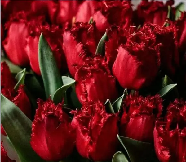 8 Март без маски, жена против жена: Зошто најболните зборови доаѓаат од нас?