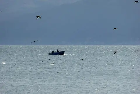 ЗАГРОЗЕНИ ЕЗЕРА: Нилски коњи, кајмани, отровни ражи и други инвазивни животни окупираат земји во кои никогаш ги немало