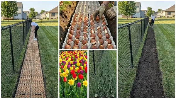 Паметен трик за градина: Со помош на картонски кутии од јајца создадете цветен рај, или засадете кромид