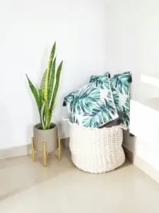 НАСА откри кои растенија го чистат воздухот од токсини во домот – едно е многу популарно кај нас