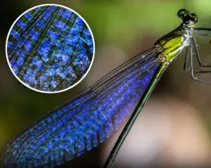 ФОТО | Ремек-дело на природата: Погледнете го одблиску совршениот мозаик на крилјата на вилинското коњче