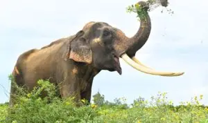 ФОТО | Слон влегол во ресторан во Тајланд во потрага по храна