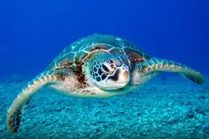 ФОТО | Од работ на исчезнување до голема победа: Зелените желки ја добија битката за опстанок