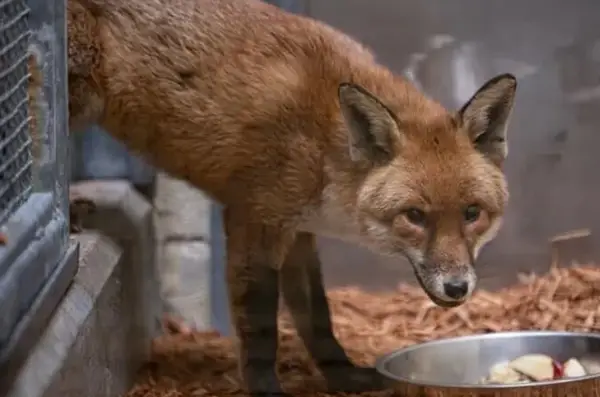 Лисица го поминала Атлантикот како „слеп патник“- по 5.400 поминати километри заврши во кафез