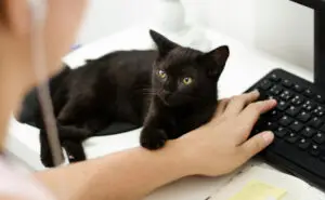 Зошто мачката сака да лежи покрај вас додека работите? Одговорите се повеќе од интересни