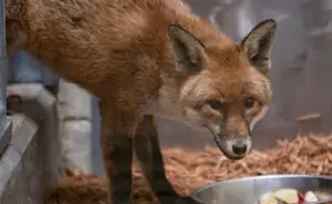 „Слеп патник“: Лисица го преминала Атлантикот во товарен брод, патувала 5.400 километри