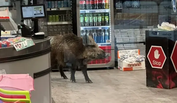 Дива свиња три часа се шетала низ трговски во Берлин- полициски тимови едвај ја избркале (ВИДЕО)