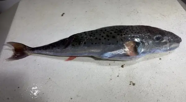 ОТРОВНА РИБА УЛОВЕНА ВО ЈАДРАНСКО МОРЕ КАЈ СПЛИТ Експертите велат дека е смртоносна