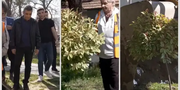 Меџити: Дрвјата од кампусот на „Мајка Тереза“ ќе добијат нов дом во паркот „Рилиндија“