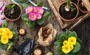 Никако не садете ги овие цвеќиња во март: Пропаѓаат за 14 дена, а продавачите тоа го премолчуваат