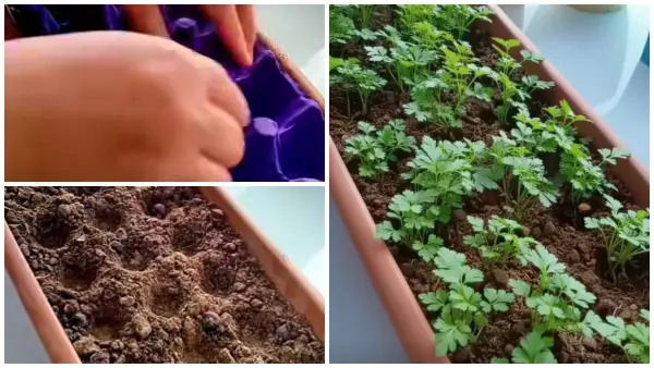 Брз трик за полесно садење магдонос на балкон – Ви требаат само кутии од јајца и саксии (ВИДЕО)