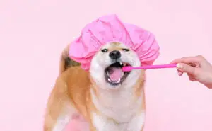 Три знаци дека вашето куче има проблеми со забите