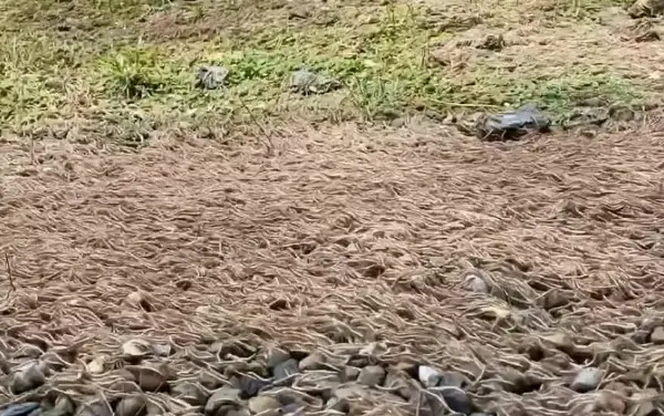 Се шетале низ шума, па здогледале лисја како се движат- кога се приближиле, се преплашиле (ВИДЕО)