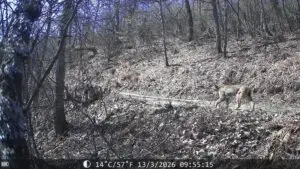 Две нови единки на балкански рис во НП „Шар Планина“ на територија на Општина Врапчиште