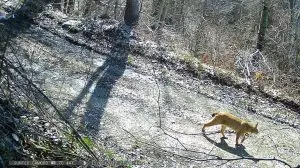 Две нови единки од балканскиот рис на Шар Планина