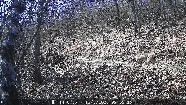 Регистрирани две нови единки балкански рис на Шар Планина