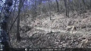 (ВИДЕО) Два риса го збогатија пејзажот на Националниот парк Шар Планина