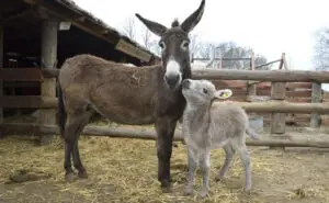 Најскапото сирење во светот се произведува во Србија – килограм над 1.000 евра, рецептот е строго чуван