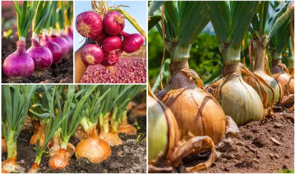 Кинески метод за садење кромид: Ќе расте како од вода, а главиците ќе бидат големи и цврсти