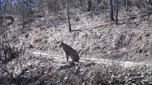(Видео) Два риса го збогатија пејзажот на Националниот парк Шар Планина