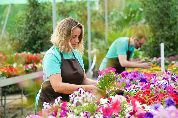 Мартовска грешка што ја прават сите: Зошто бегониите и петуниите брзо овенуваат?