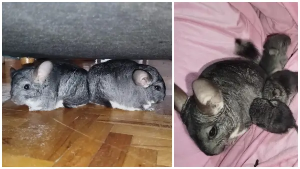 „Кога се нервозни чинчилите тропаат со раце, испуштаат звуци како кокошки“ - Сара Петровиќ за егзотичните миленици кои ги чува