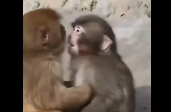 Отфрленото мајмунче од Зоолошката градина во Јапонија, во моментов ужива во животот