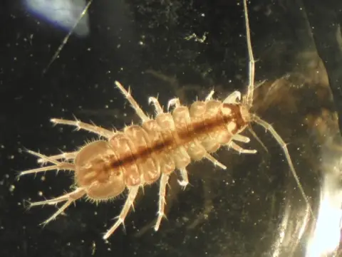 Струшкиот Музеј ќе колекционира фауна од дното на Охридското Езеро