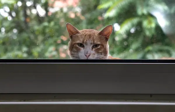 Научниците откриле изненадувачка врска помеѓу мачките и ракот кај луѓето