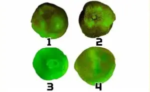Тест на личноста: Дали сте склони кон хирови или имате целосна самоконтрола?