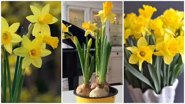 Опојни и токсични: Жолтите нарциси се симбол на пролетта, но со нив мора да бидете внимателни – Зошто?