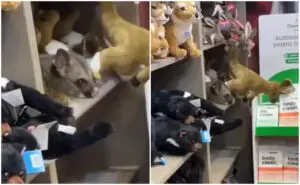 ВИДЕО | Неочекуван гостин на аеродромот во Австралија ги изненади сите – „се скри“ на полица за играчки