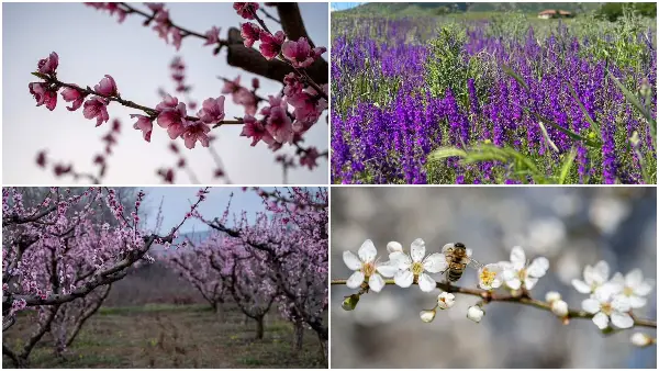 Македонија цути - Пролетна фотогалерија