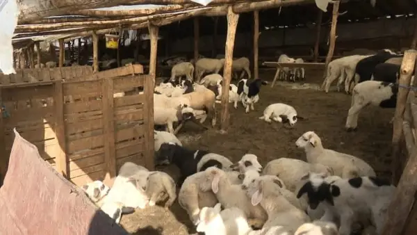 Во тек откупот на македонското јагне, откупната цена се движи од 260 до 280 денари