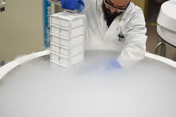 Научниците замрзнале мозоци од глувци на -195°C и повторно ги „активирале“