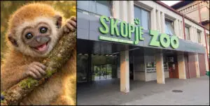 Гости во Зоолошка му украдоа пола од подароците за првиот роденден на мајмунот Мики