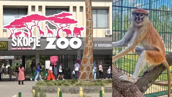 Посетители на Зоолошката украле пола од поклоните за мајмунчето Мики кое славеше прв роденден