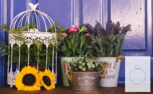 Совети од градинарот „Цветко“: Пролет – вистинско време да ја разубавите вашата тераса