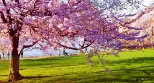 И сонце и дождец и пролет