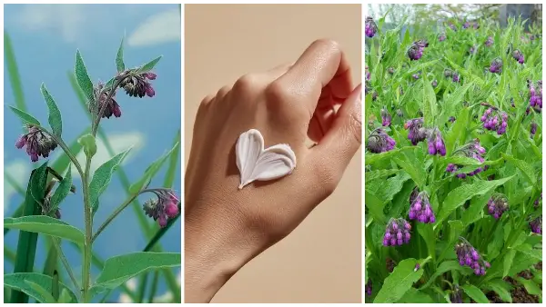 Лекот за болки од нашите прабаби се користи и денес: Научни студии ја потврдија моќта на оваа лековита билка