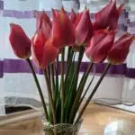 Како да ги освежите лалињата во вазна? Градинарка откри добар трик, откако тестирала три методи