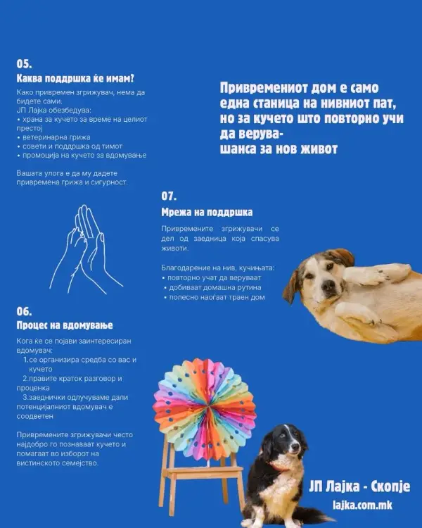 ЈП Лајка воведува програма за привремено згрижување на бездомни кучиња 