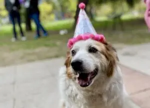 Граѓаните од денеска можат привремено да вдомуваат кучиња од стационарот на „Лајка“
