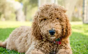 Истражување – кучињата од мешана раса имаат повеќе проблеми во однесувањето од чистокрвните кучиња